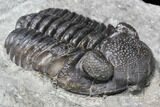 Long Eldredgeops Trilobite - Paulding, Ohio #85553-2